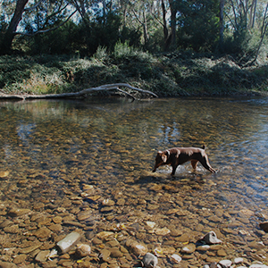 bright holiday park pet friendly
