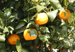 GG's - garden gallery