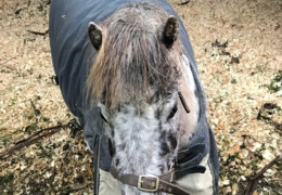 Cookie---Miniature-Pony