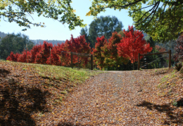 GG's - garden gallery