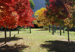 GG's - garden gallery