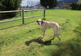 GG's by the garden animals