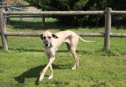 GG's by the garden animals