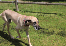 GG's by the garden animals