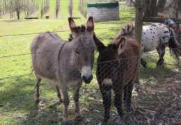 GG's by the garden animals