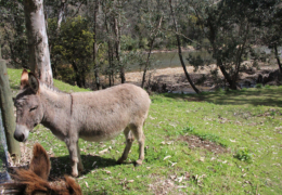 GG's by the garden animals