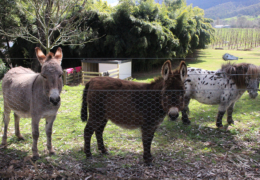 GG's by the garden animals