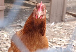 GG's by the garden animals