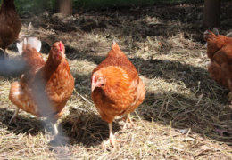 GG's by the garden animals