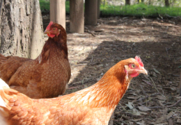 GG's by the garden animals