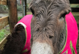 Skye---Miniature-Donkey