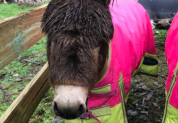 Strawberry---Miniature-Donkey